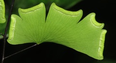 Adiantum philippense