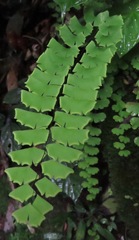 Adiantum philippense