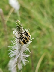 Trichius gallicus