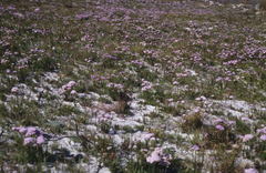 Pseudoselago serrata