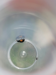 Ceratomegilla alpina