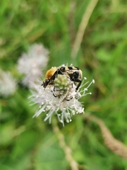 Trichius gallicus