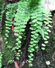Adiantum philippense