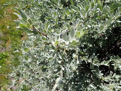 Salix eastwoodiae