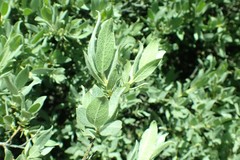 Salix eastwoodiae
