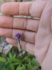 Allium nathaliae