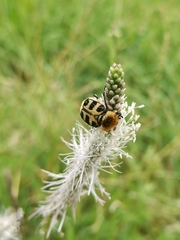 Trichius gallicus