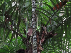 Astrocaryum aculeatum