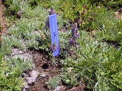 Lupinus lepidus sellulus