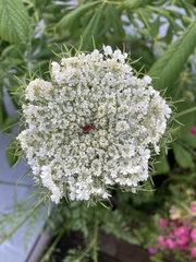 Daucus carota