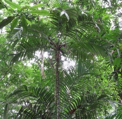 Astrocaryum aculeatum