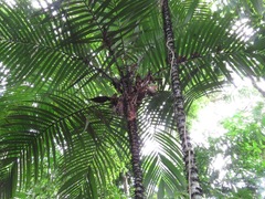 Astrocaryum aculeatum