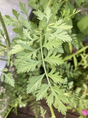 Daucus carota