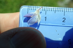 Lupinus lepidus sellulus