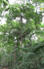 Astrocaryum aculeatum