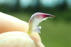 Lupinus lepidus sellulus