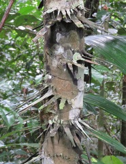 Astrocaryum aculeatum