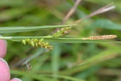 Carex conoidea