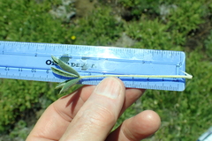 Lupinus lepidus sellulus