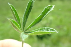 Lupinus lepidus sellulus