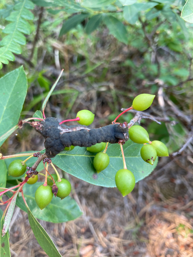 sand cherry