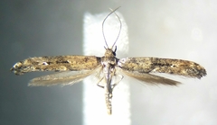 Epermenia albapunctella