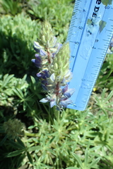 Lupinus lepidus sellulus