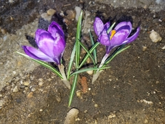 Crocus vernus