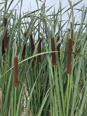 Typha × glauca
