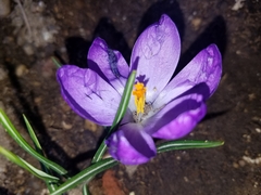 Crocus vernus