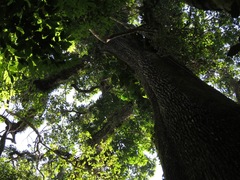 Bertholletia excelsa