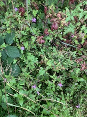 Geranium robertianum