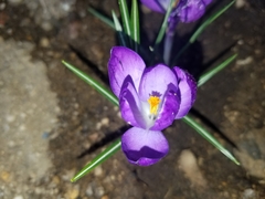 Crocus vernus