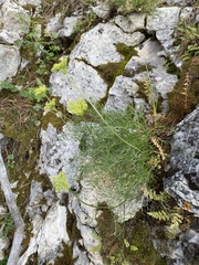 Musineon tenuifolium