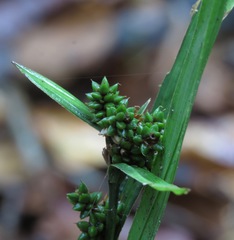 Calyptrocarya bicolor