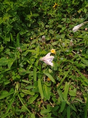 Lycianthes peduncularis