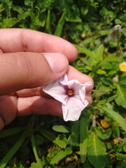 Lycianthes peduncularis