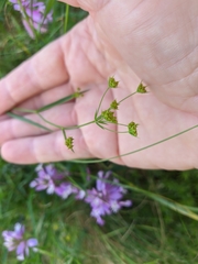 Bupleurum falcatum