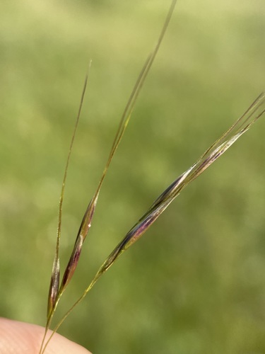 Image of Richardson's Needlegrass (Eriocoma richardsonii) by (c) Matt Berger, some rights reserved (CC BY)
