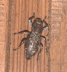 Orimodema protracta