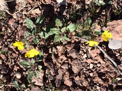 Chylismia brevipes