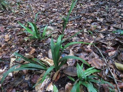Calyptrocarya bicolor