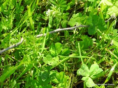 Medicago arabica