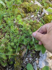 Ranunculus breyninus