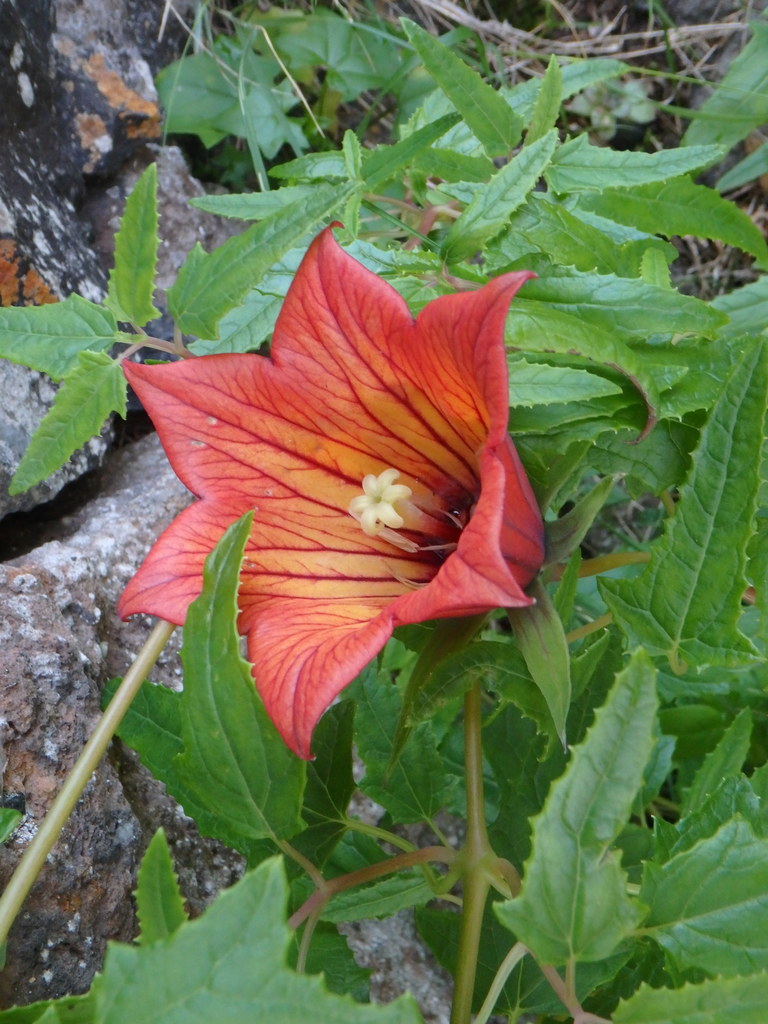 Canarina