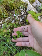 Ranunculus breyninus