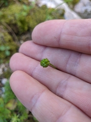 Ranunculus breyninus