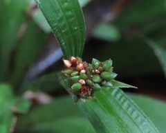 Calyptrocarya bicolor