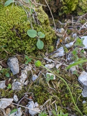 Ranunculus breyninus