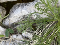 Musineon tenuifolium